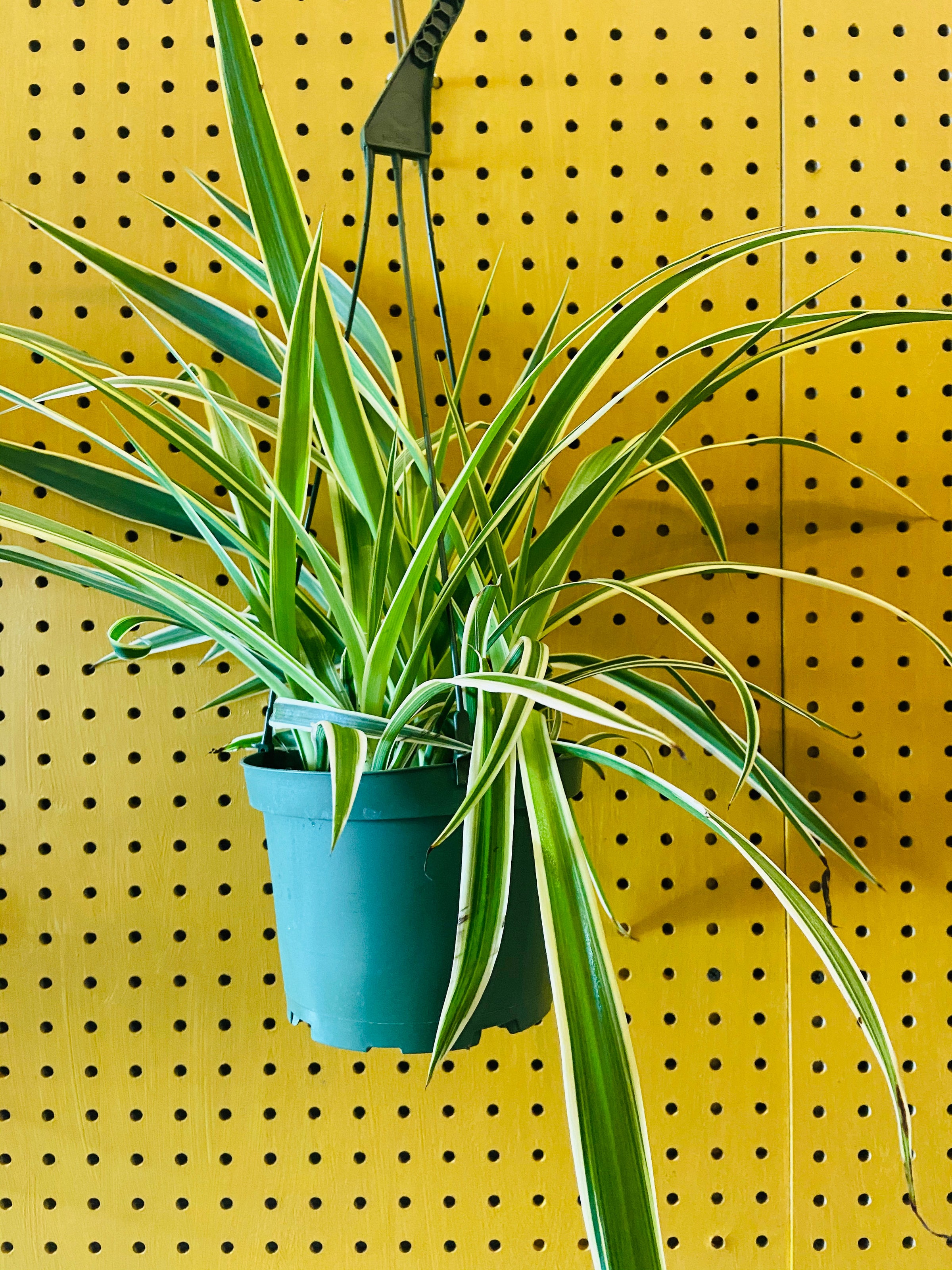 Reverse Spider Plant