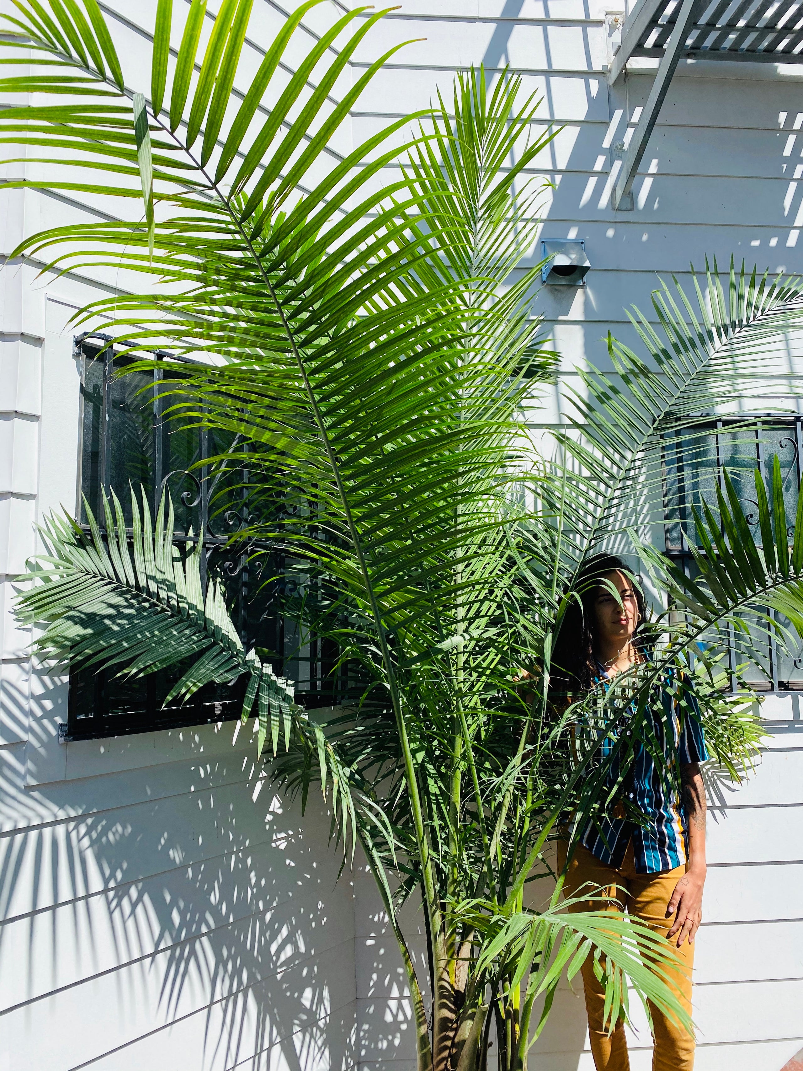 Majesty palm store