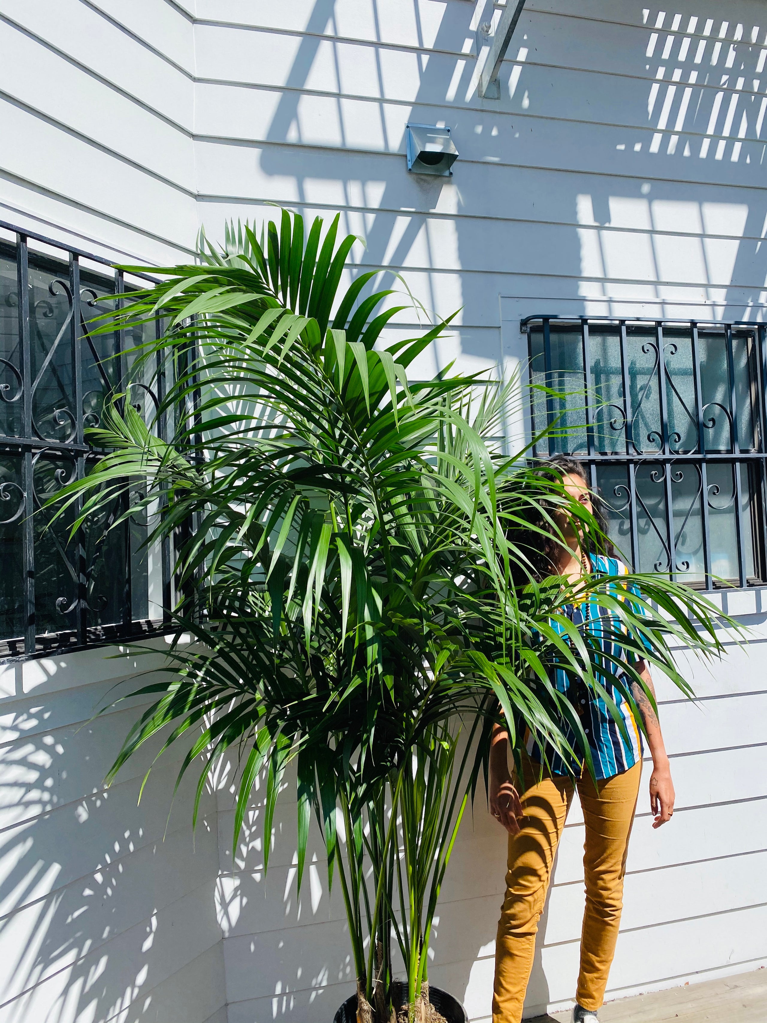 Kentia Palm